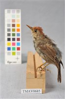 藏品(山紅頭)的圖片